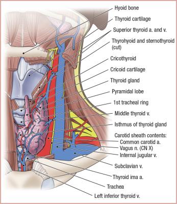 thumbs/Vasculature of Thyroid Gland.jpeg.jpg